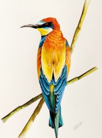 European Bee Eater